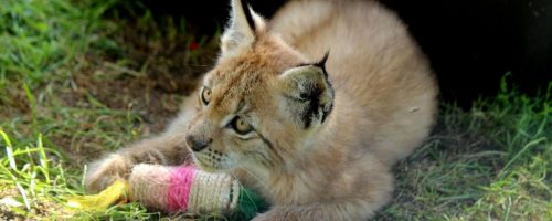 papanack zoo papanack zoo